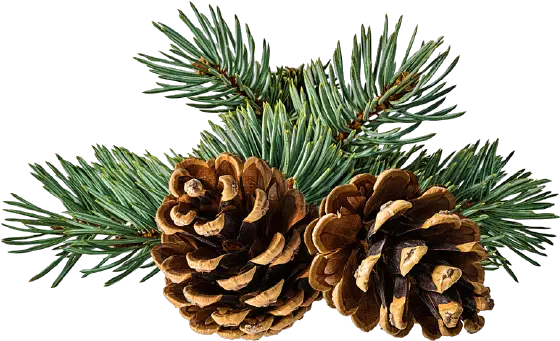 Conifer Cone Png Transparent Images All Pine Cone And Branch Pine Cone Icon