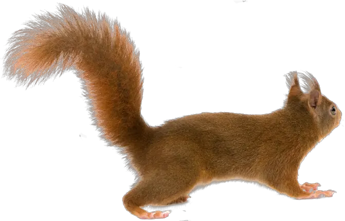Squirrel Png Squirrel Tail Png Squirrel Transparent Background
