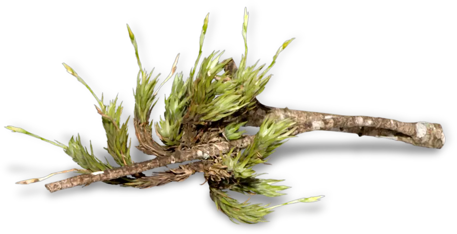 Download Forest Trees Transparent Twig Full Size Png Hornwort Forest Trees Png