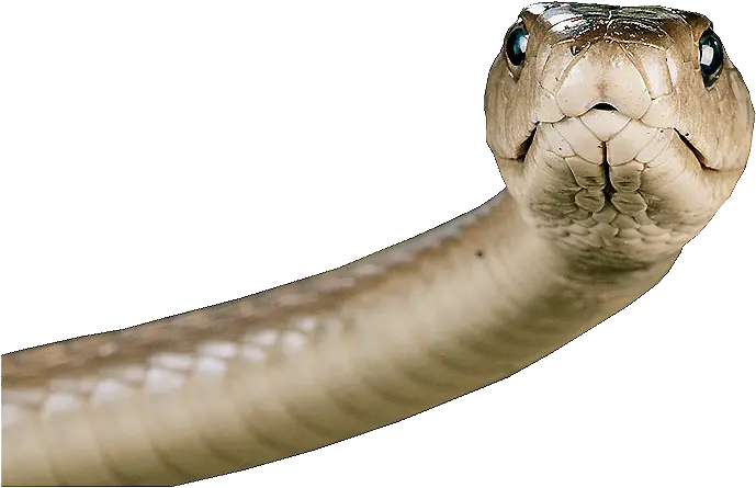 Snake Transparent Png Image Snake Face Png Snake Transparent Background