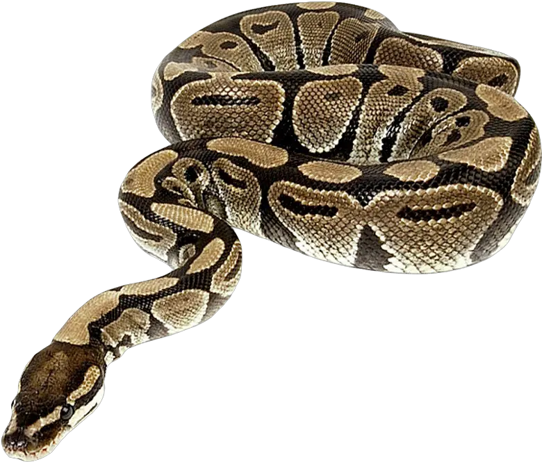 Snake Png Image For Free Download Python Snake Png Snake Transparent Background