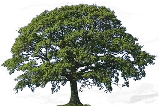 Clipart Of Oak Tree Bark Live Oak Tree Clipart Png Live Oak Png