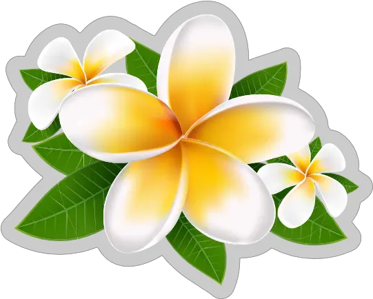 Fun Plumeria Flower Sticker Plumeria Flower Sticker Png Plumeria Flower Png