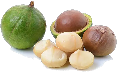 Macadamia Nuts Download Transparent Png Image Arts Macadamia Nut Fruit Nuts Png