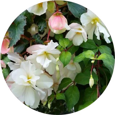 Moss Baskets And Flowers U2014 The Legacy In Motion Project Hydrangea Serrata Png Flower Circle Png