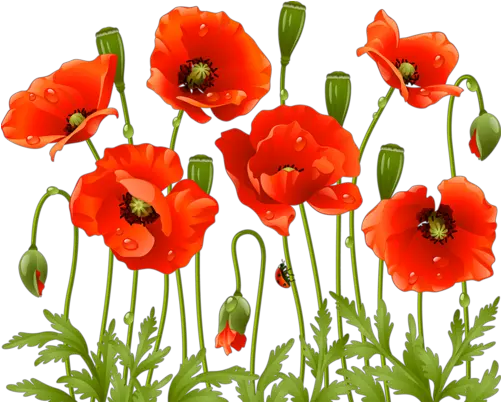 Download Poppy Flowers Red Poppies Spring Large Poppy Flower Png Spring Flowers Png