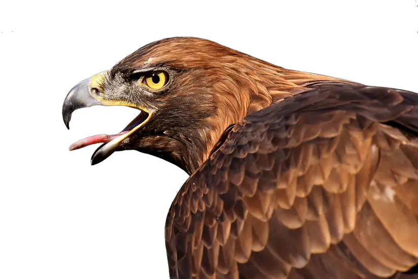 Fullscreen Page Raptor Eagle Logo Hd Png Eagle Flying Png