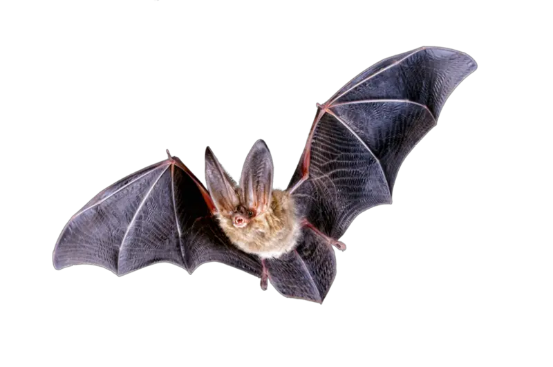 Bats Transparent Png Images Bat Png Bat Transparent Background