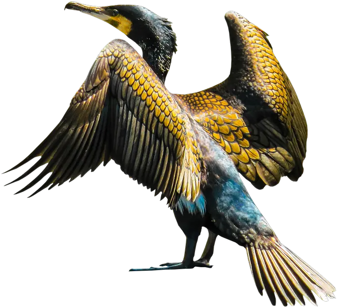 Golden Wings Png Cormoran Png Bird Wings Png