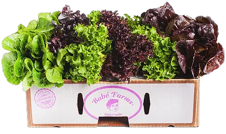 Baby Mixed Lettuce Red Leaf Lettuce Png Lettuce Png