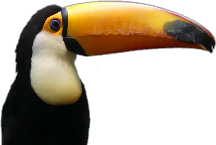 Download Toucan Real Toucan Transparent Background Png Toucan Png