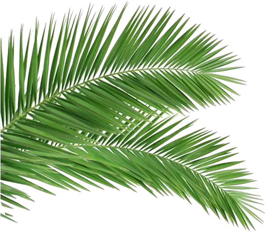 Download Coconut Leaf Frond Tree Arecaceae Palm Clipart Png Palm Sunday Images 2020 Palm Fronds Png