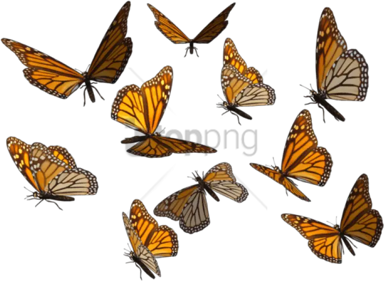 Free Png Monarch Butterfly Image Monarch Png Monarch Butterfly Png