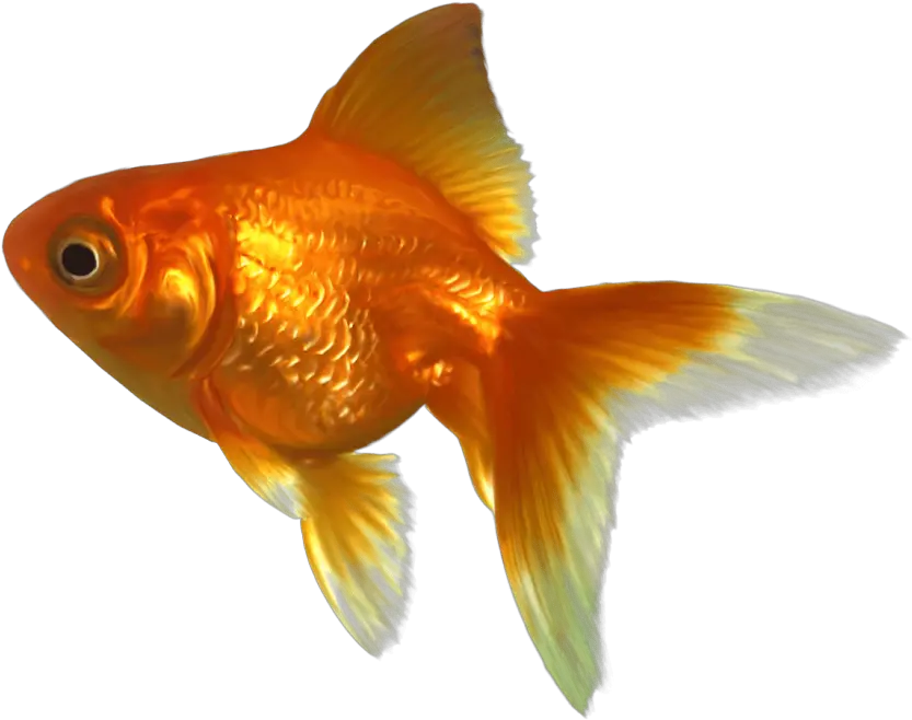 Goldfish Clipart Transparent Background Goldfish Png Fish Clipart Transparent Background