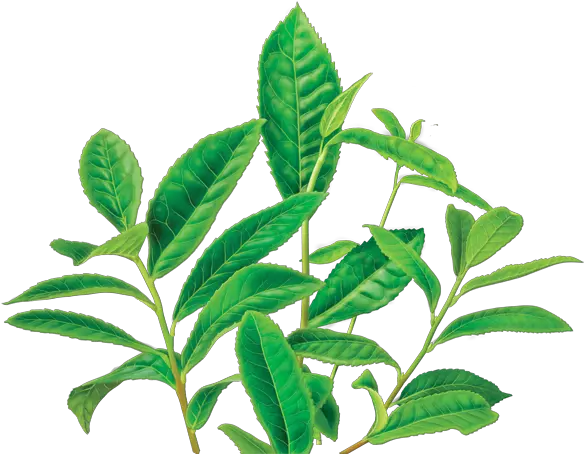 Download Green Tea Png Image 1 Free Transparent Png Images Earl Grey Tea Plants Tea Png