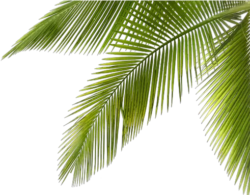 Palm Tree Branch Png Picture Library Coconut Tree Coconut Tree Branches Png Coconut Png