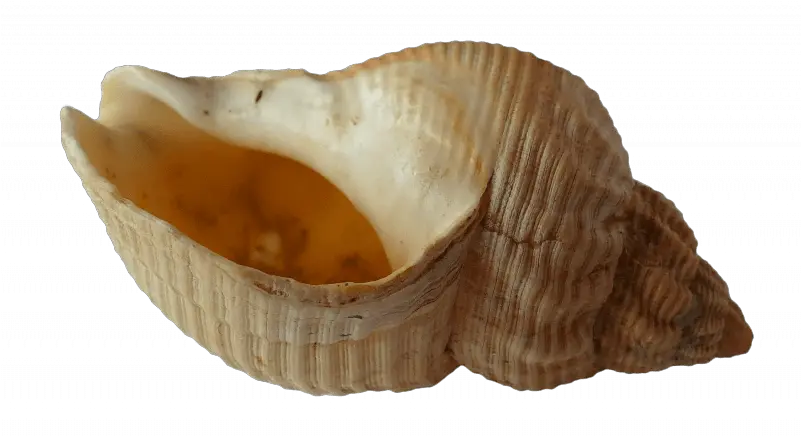 Is It Safe To Smoke Out Of A Seashell Beach Ocean Sea Shells Png Seashell Transparent