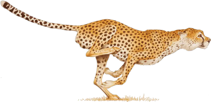 Jaguar Clipart Transparent Cheetah Png Clipart Jaguar Png