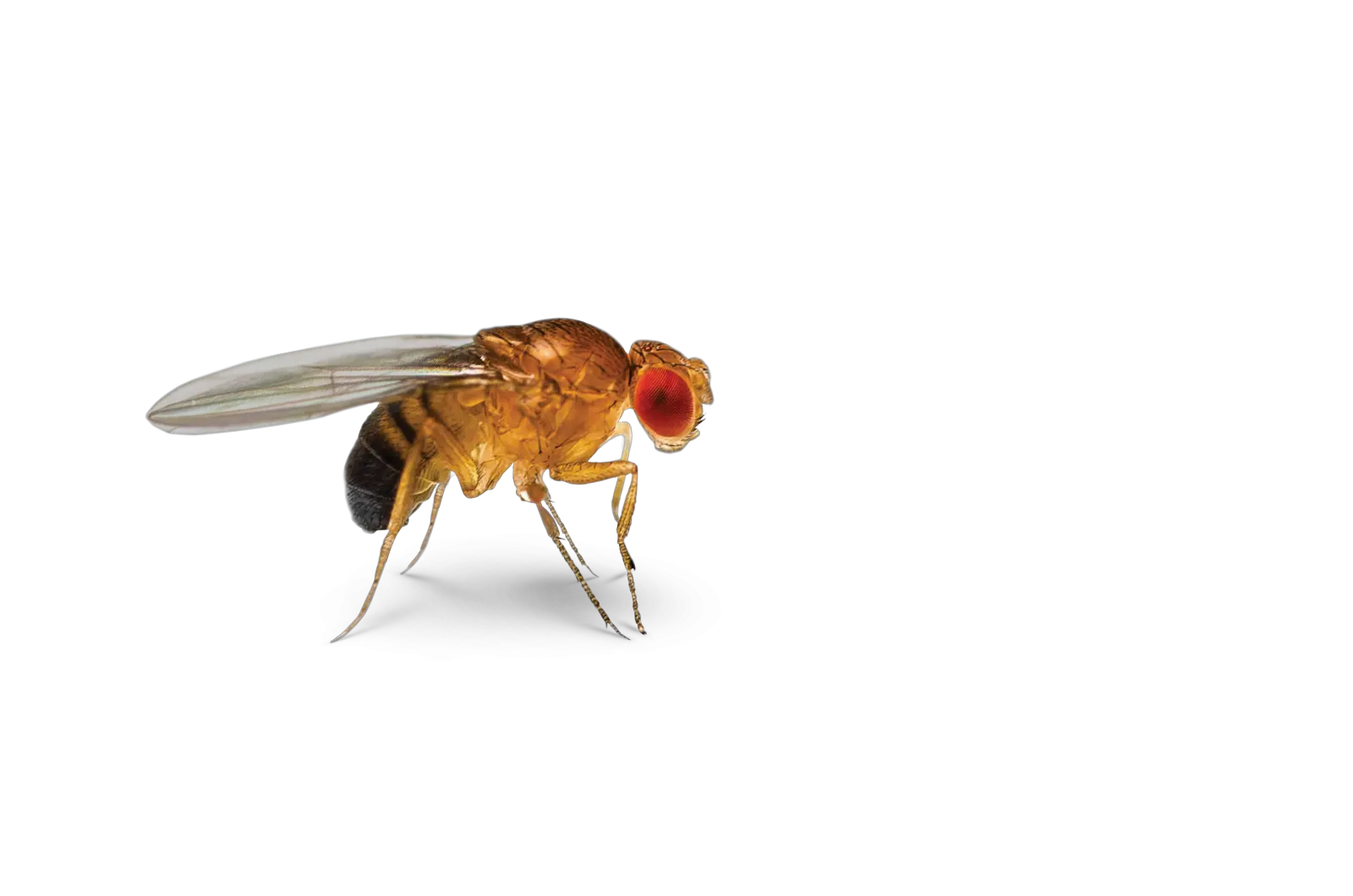 Ontogenie Drosophila Fruit Fly Fruit Fly Transparent Background Png Fly Png