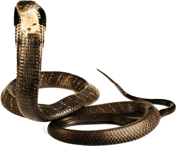 Cobra Png Cobra Snake King Cobra Png