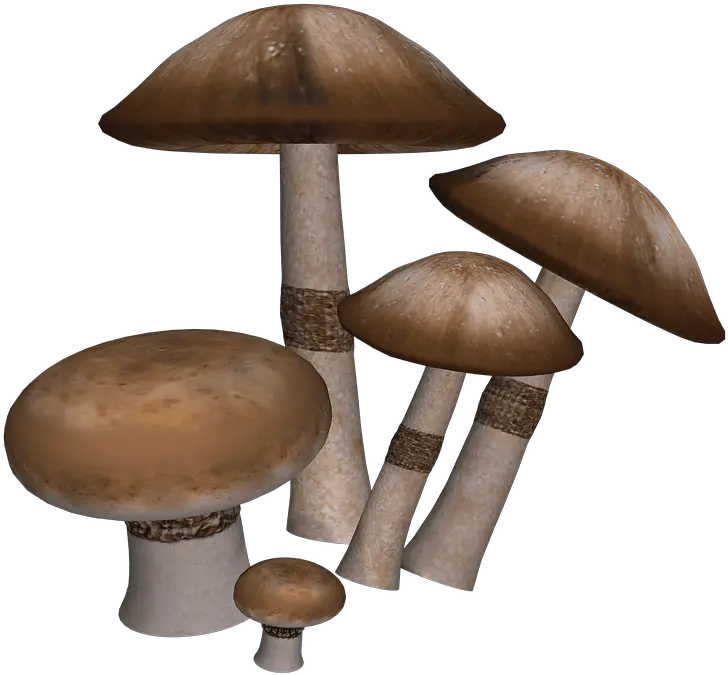 Mushrooms Collection Transparent Png Mushrooms Transparent Mushroom Transparent Background