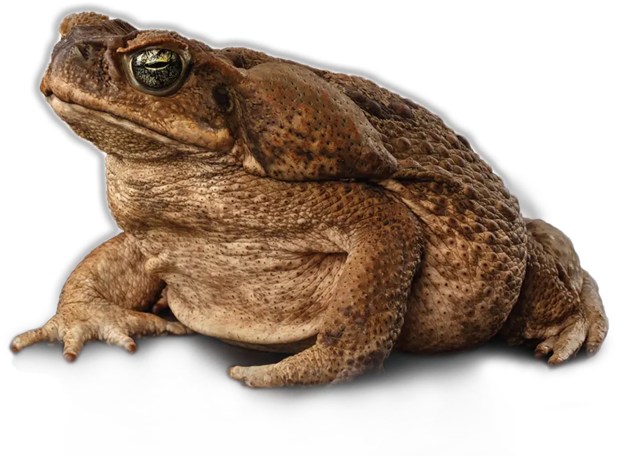 Cane Toad Barmac Pty Ltd Transparent Cane Toad Png Toad Png