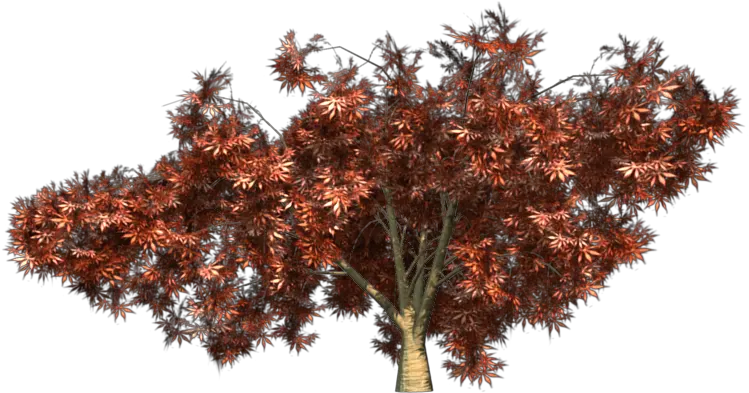 Dwarf Japanese Maple Png Transparent Japanese Maple Japanese Maple Png