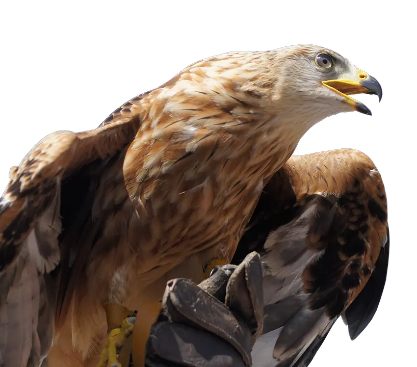 Golden Eagle Head Png Pixabay Eagle Eagle Head Png
