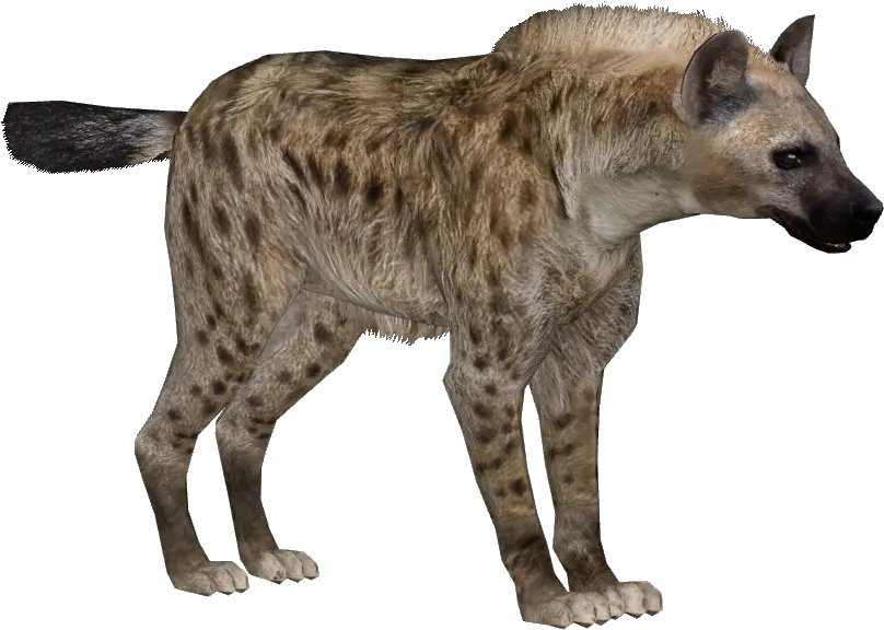 Free Png Hyena Images Download Zoo Tycoon 2 Spotted Hyena Hyena Png