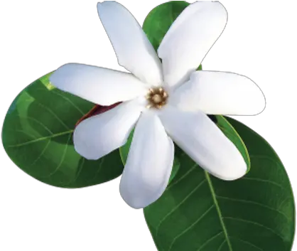 Beach Wedding Planner Hawaii Destination Packages Jasmine Png Hawaii Flower Icon