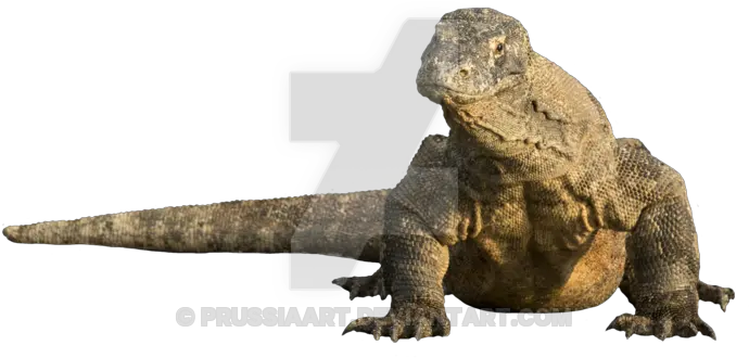 Download Komodo Dragon Transparent Background Png Lizard Transparent