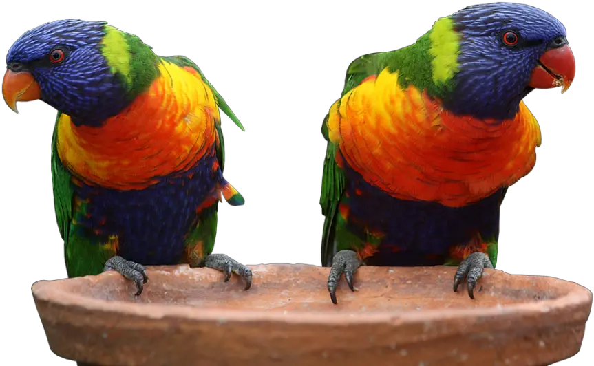 Two Multi Colors Parrots Png Image Morning Everyone Beautiful Good Morning Parrot Transparent