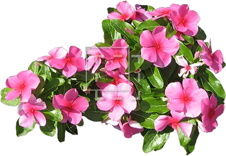 Small Pink Flowers Immediate Entourage Flower Png Pink Flower Png