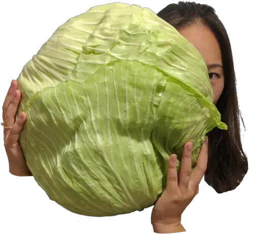 Download Arab Cabbage Cabbage Png Image With No Background Iceburg Lettuce Cabbage Transparent Background