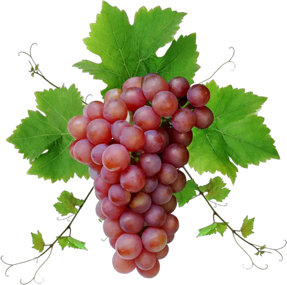 Grain De Raisin Png Gratuit Telecharger Play Grape Cluster Grain Png