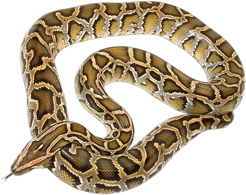 Download Snake Png Image For Free Transparent Background
