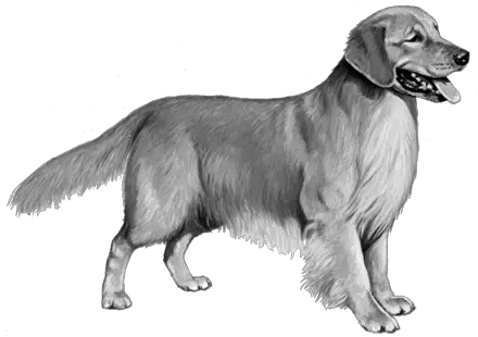 Golden Retriever Wisdom Panel Dogs Looking To The Right Png Golden Retriever Transparent
