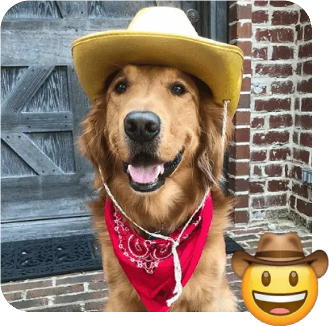 These 20 Doggies Are Totally Ready For World Emoji Day Dog Clothes Png Cowboy Emoji Transparent