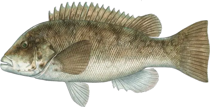Fish Types Fish Of Massachusetts Png Bass Fish Png