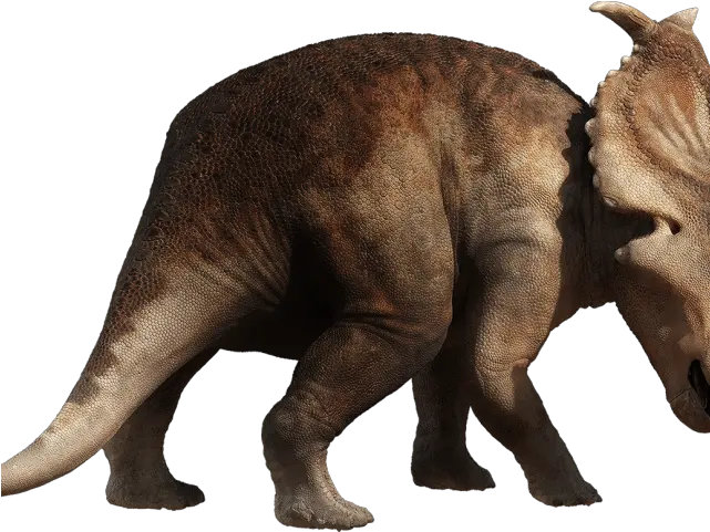 Walking With Dinosaurs Pachyrhinosaurus Walking With Dinosaurs Pachyrhinosaurus Png Triceratops Png