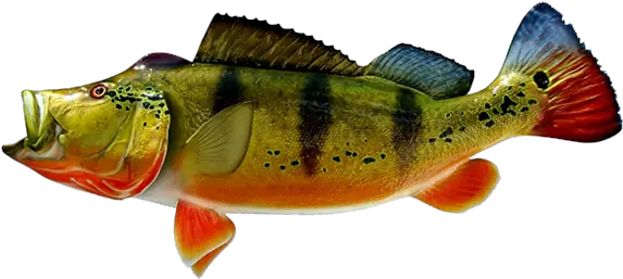 Peacock Bass Fish Png Transparent Peacock Bass Png Bass Fish Png