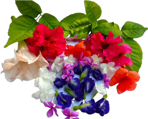 Good Morning Wishes Message Image With Flowers 1000 Free Bouquet Png Flower Transparents