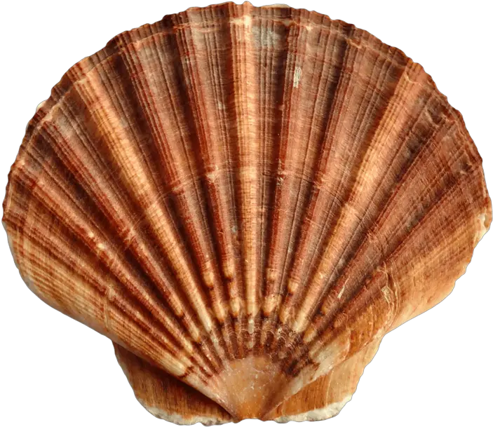 Download Free Png Sea Transparent Background Shells Transparent Seashell Png