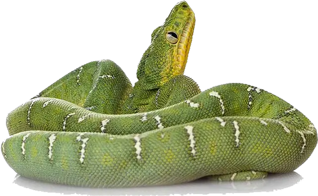 Download Green Snake File Hq Png Image Transparent Green Snake Png Snake Transparent Background