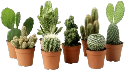 Cactus Plant Png Clipart Types Of Potted Cactus Cactus Clipart Png