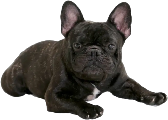 Black French Bulldog Png Transparent French Bulldog Png Bulldog Png