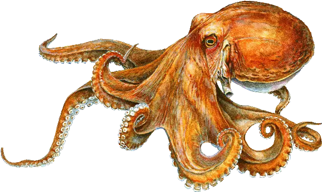 Calvert Marine Museum Md Octopus Image With Name Png Octopus Transparent