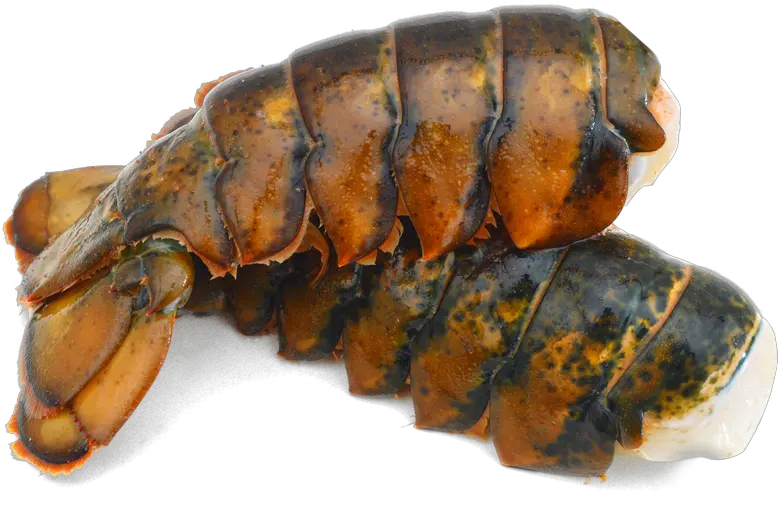 Lobster Tails U2013 Shield Foods Lobster Tail Png Tails Transparent