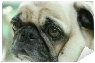 Pug Face Wall Mural Pixers Pug Png Pug Face Png