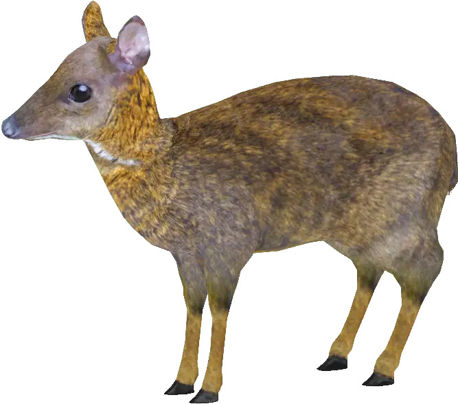 Lesser Mouse Deer Png Mouse Deer 3d Model Deer Png